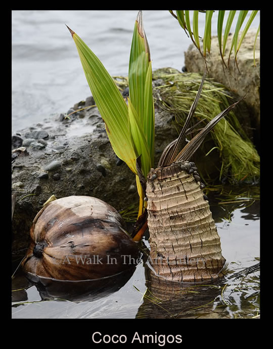 Coco Amigos Tropical Color Photography - Island Art by Yotigo